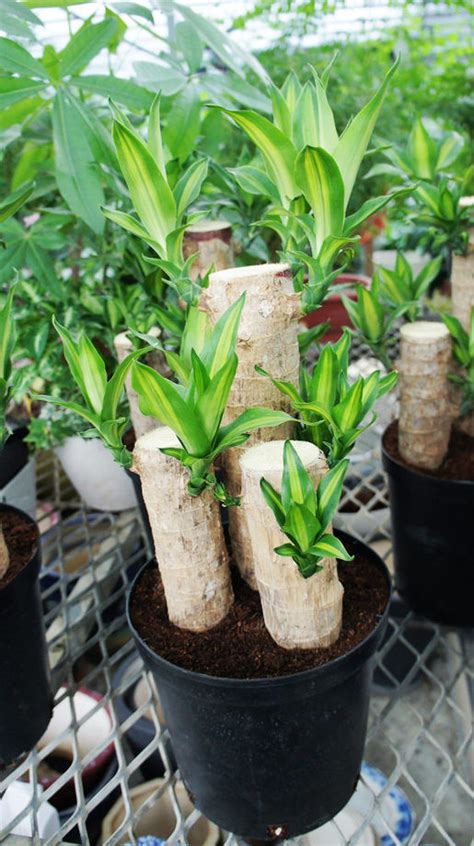 產品使用壽命 巴西鐵樹繁殖